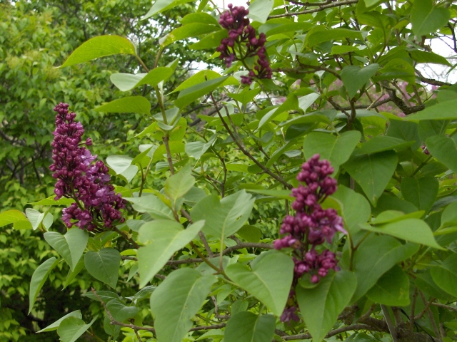 Lilac