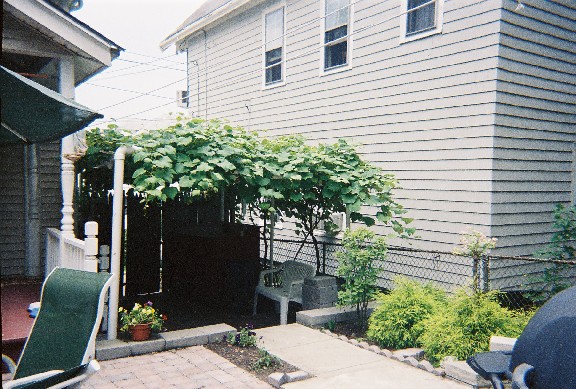 grapes